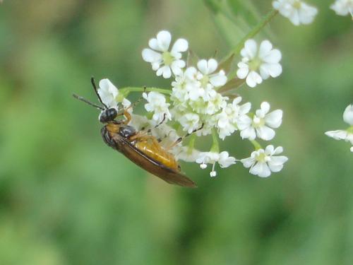 Athalia sp.